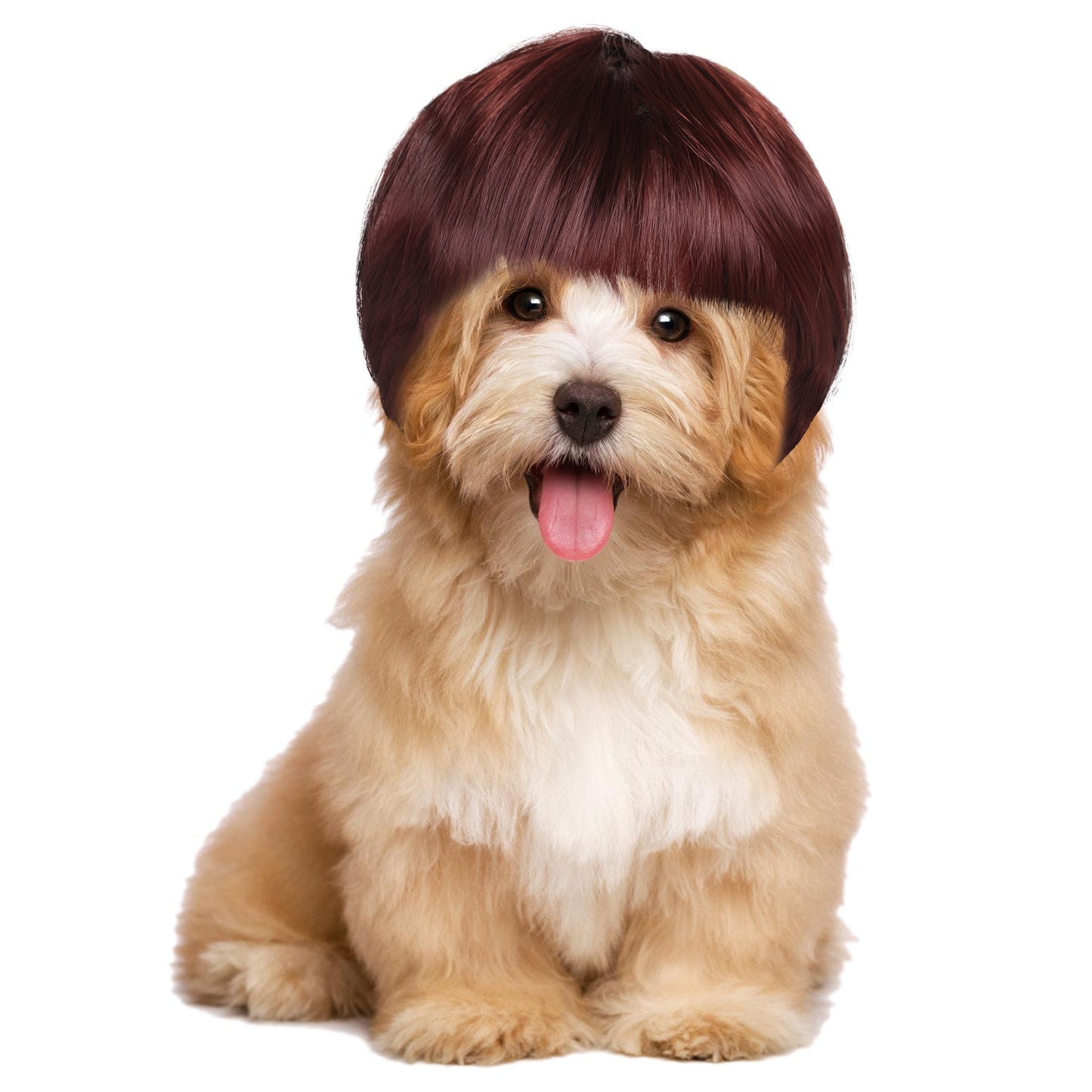 Funny Dog Cat Cosplay Wig, Dog Wigs for Small Dogs, Funny Dogs Wig Pet Costume Pet Hair Accessories Elastic Cat DogCosplay Wigs Decoration for Halloween, Christmas, Parties（Red brown, 7 Inches）